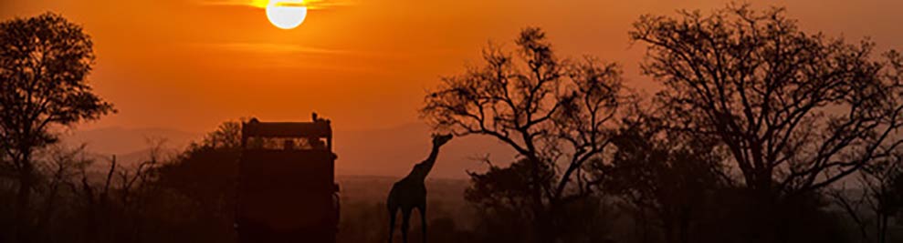 ARTICLES DE FETE - Savane, Afrique - Sexy / Saint Valentin