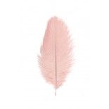 Chaks 0718-03, Sachet de 2 Plumes d'Autruche 30-35cm, Vieux Rose