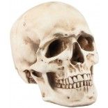 Grand Crâne résine effet vieilli 21,2cm