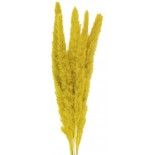 Bouquet de 5 Pampas doudou Jaune Moutarde 60 cm