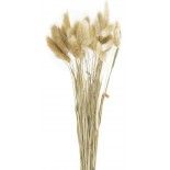 Party Pro 333FS5, Bouquet de 30 bunny tails brun naturel 60 cm